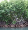 /album/fotogaleria/manglar-jpg/
